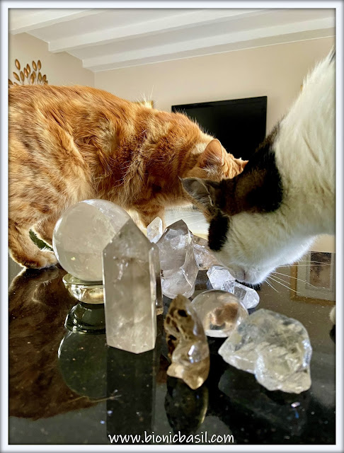 Mandalas on Monday ©BionicBasil® Colouring With Cats Mandala #120 Clear Quartz with Fudge and Melvyn