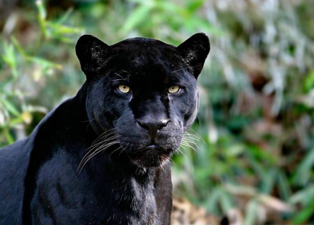 what is the most unknown animal what is the most unknown animal