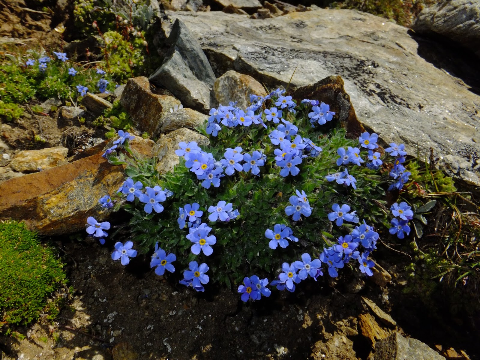 Malati di Montagna Flora alpina adattamento delle piante all’altitudine