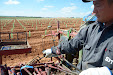 We will get Tempranillo wine in a few years. New planting vineyards / Tendremos vino tempranillo en unos años. Nueva plantación de viñedo