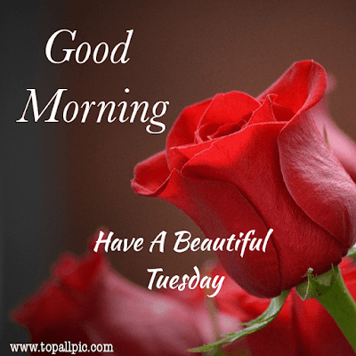 good morning tuesday images good morning tuesday images