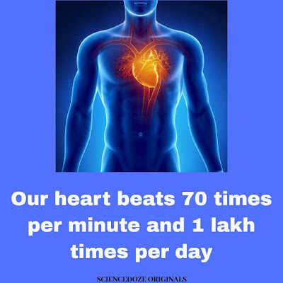 Human heart facts