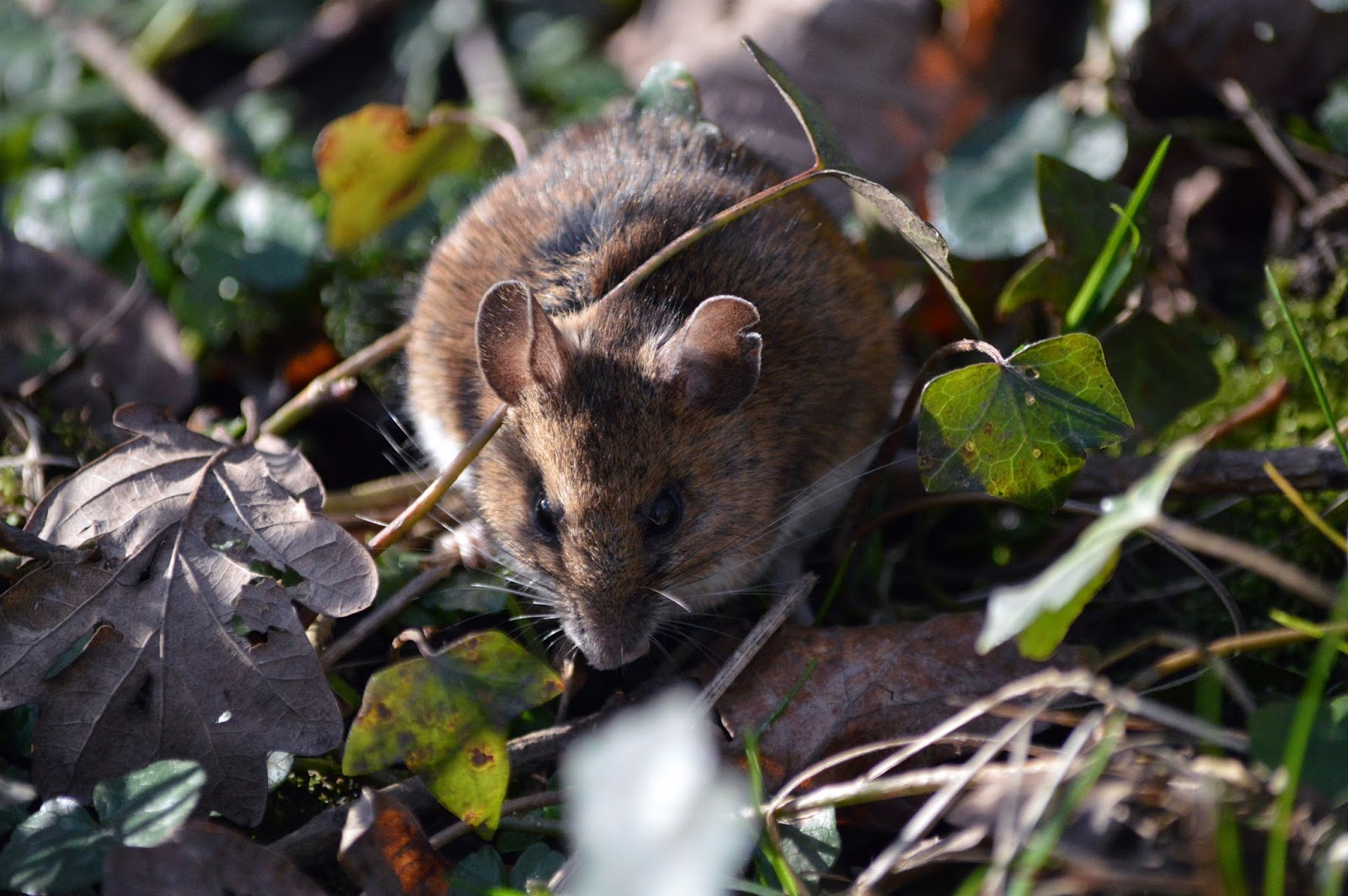 The Aquaculturists 31/08/2016 Lesser salmon catfish feasting on mice