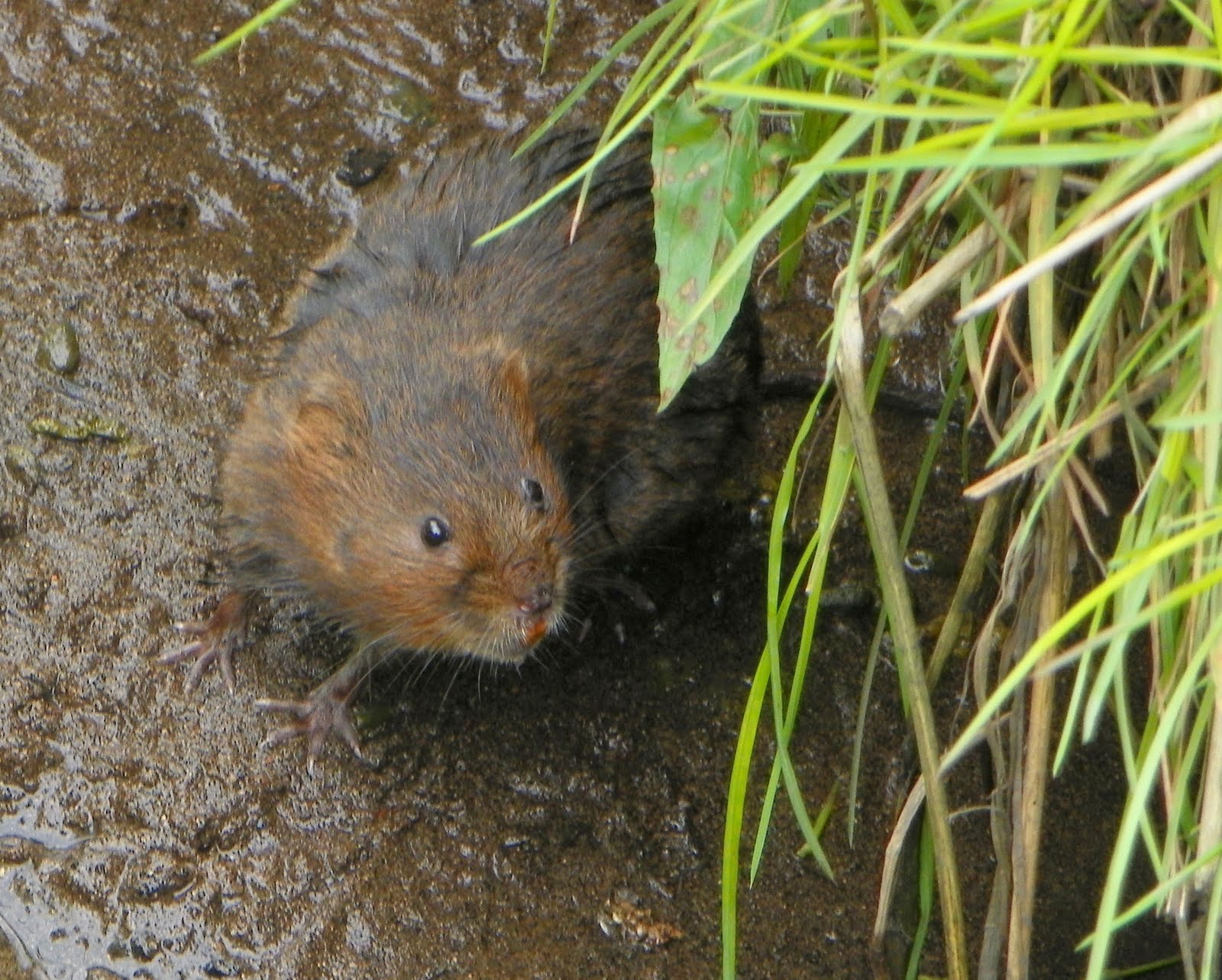 About A Brook Individual Voles
