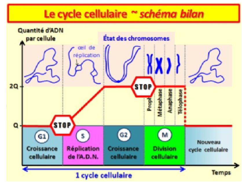 Schéma Bilan représentant les étapes du cycle cellulaire