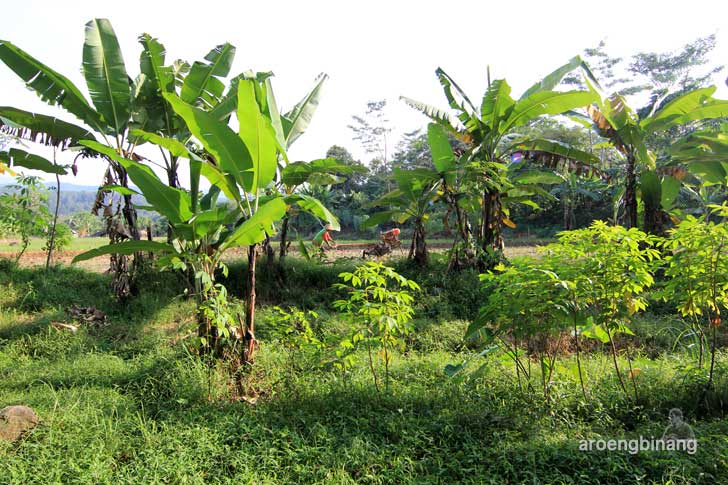 bendung padurekso karanggondang pekalongan