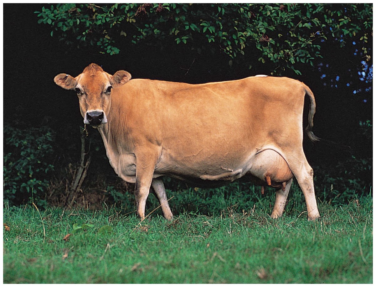 Principales razas de bovinos de leche en México: Raza Jersey