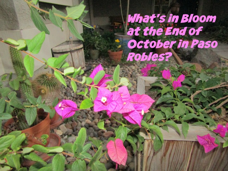 Bougainvillea in October, © B. Radisavljevic What's in Bloom at the End of October in Paso Robles? Walk with me through my Paso Robles neighborhood to see what's blooming.