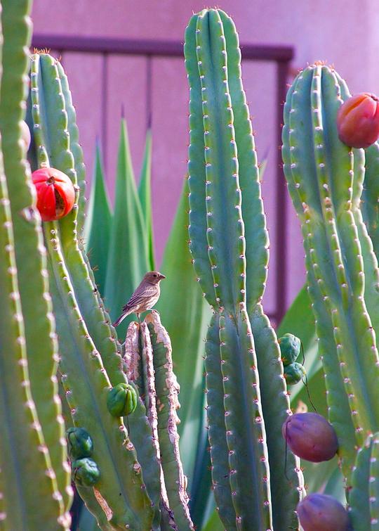Featured image of post How to Make Peruvian Apple Cactus Indoor Care