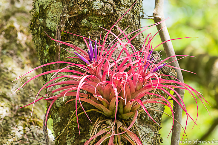 Panama Silvestre: Tillandsia brachycaulos (Bromeliaceae)