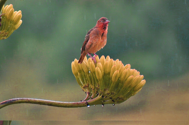 best bird wallpaper best bird wallpaper