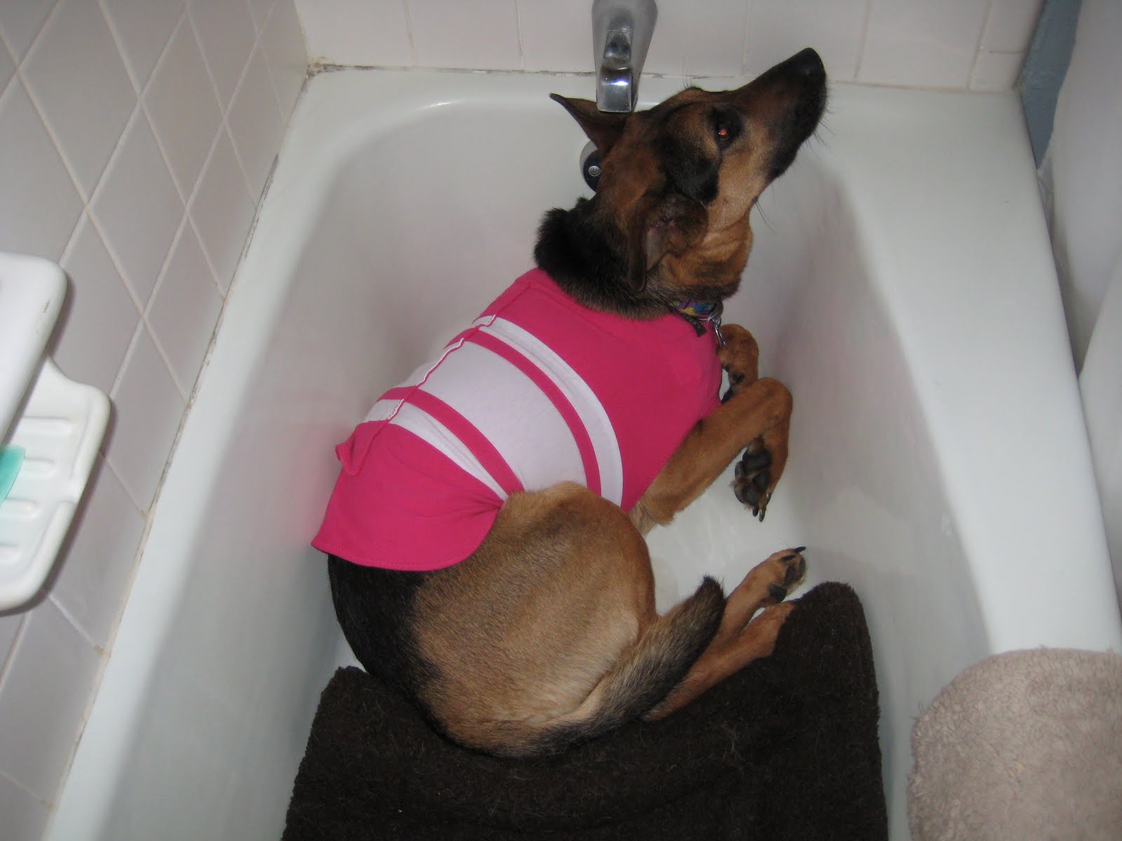 cute gift ideas for dog lovers