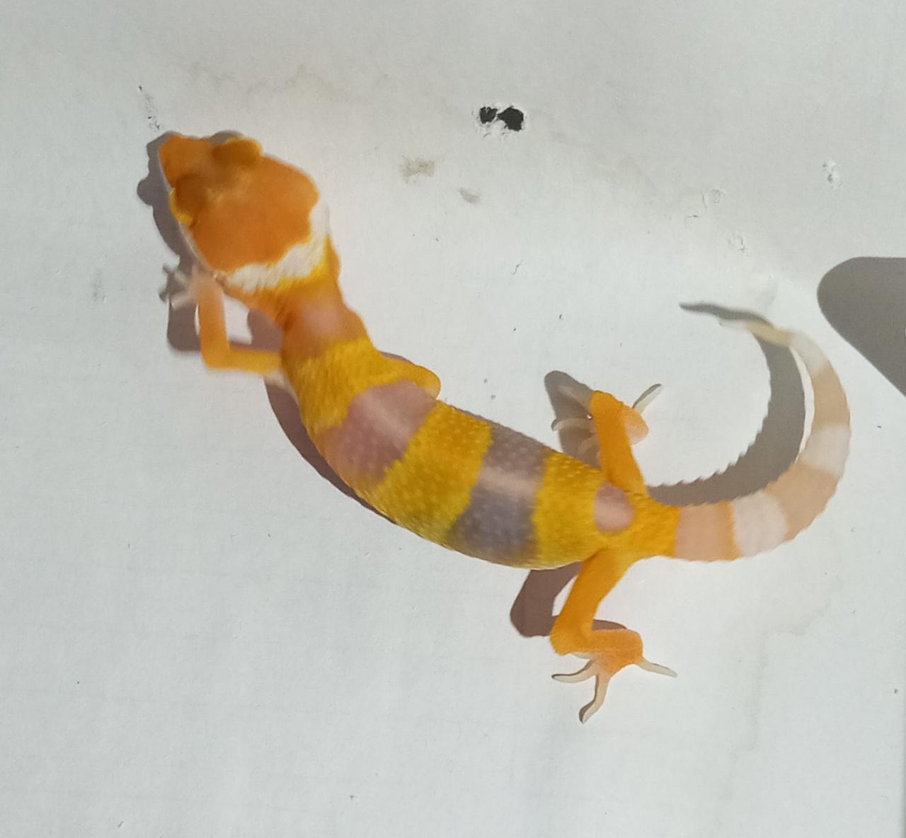 Merawat Leopard Gecko Yang Baru Menetas Alamlusvi Com