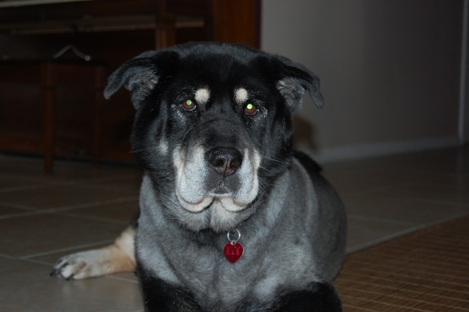 In Situ Japan Moving Dogs to Japan