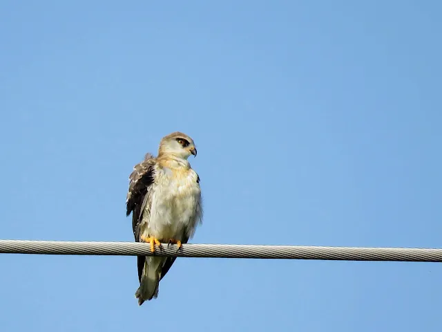 Black shouldered kite in Uganda