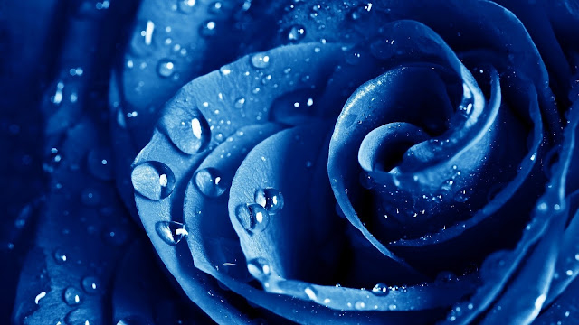 Rosa Azul con gotas de agua