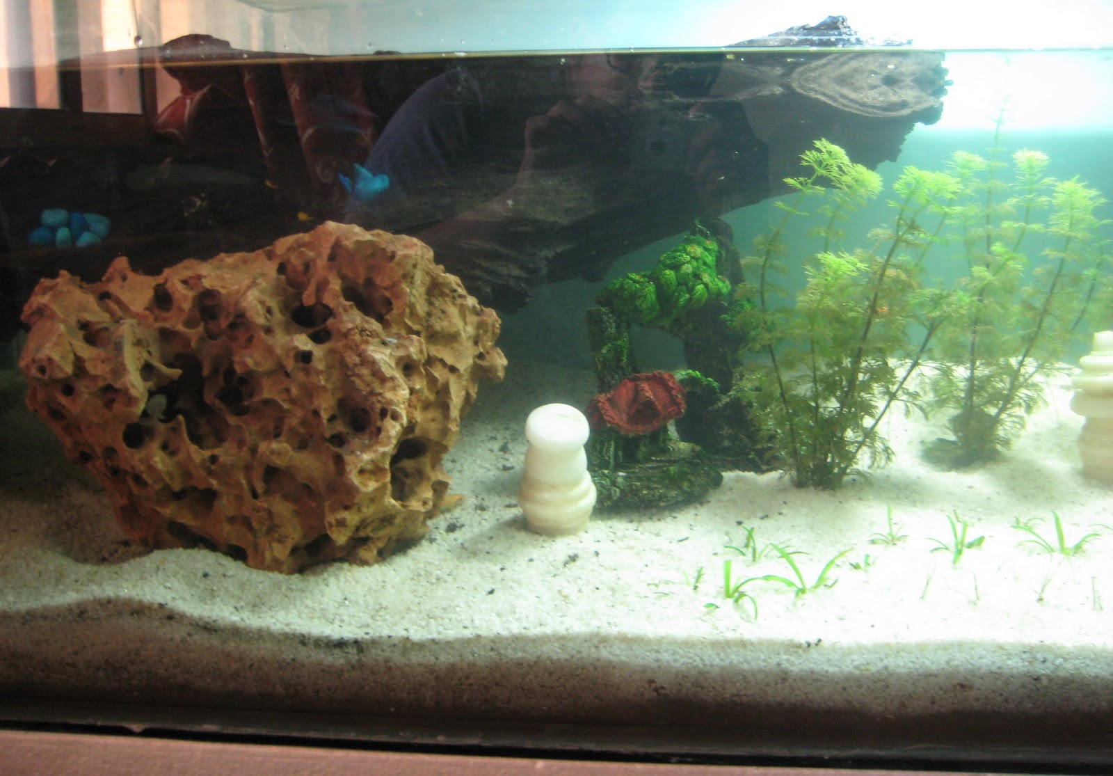 My Fresh Water Aquarium - Natural Planted Tank (Walstad Method).: 5 ...