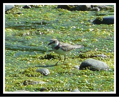 Chorlitejo chico (Charadrius dubius)