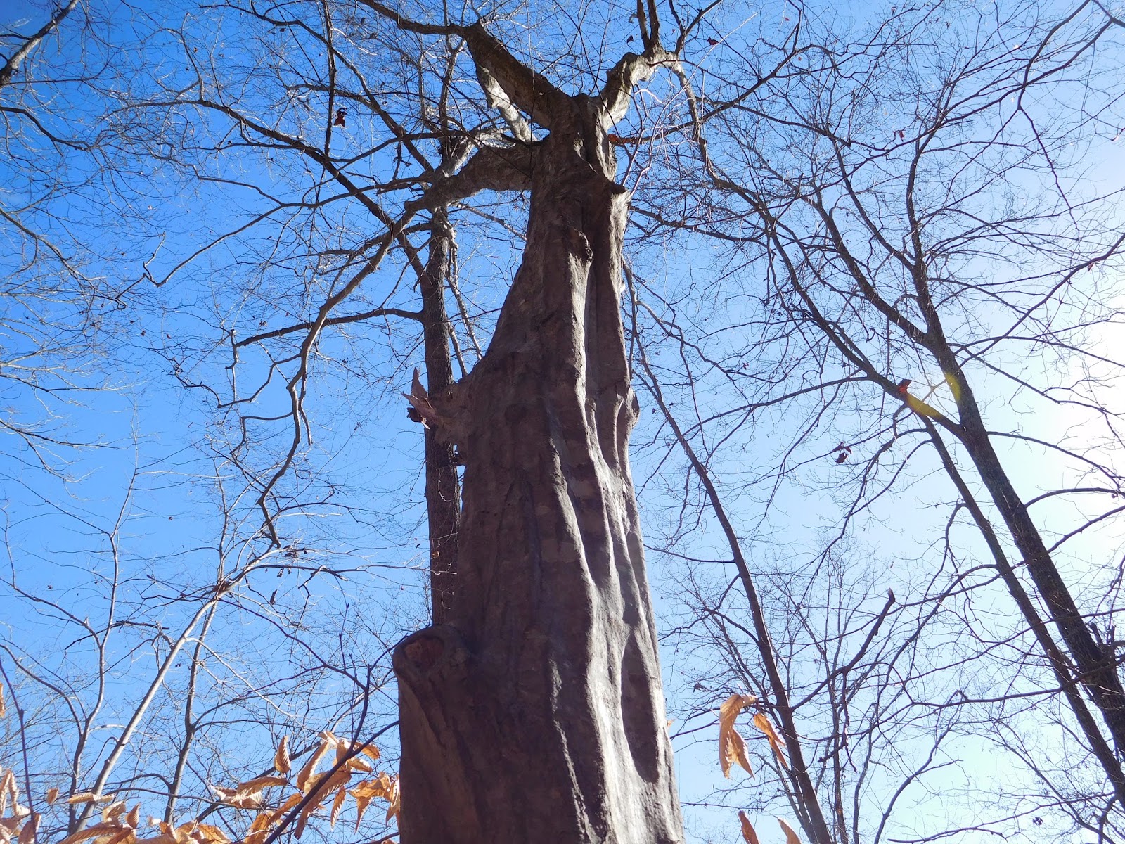My eyes were here A tree in Kentucky