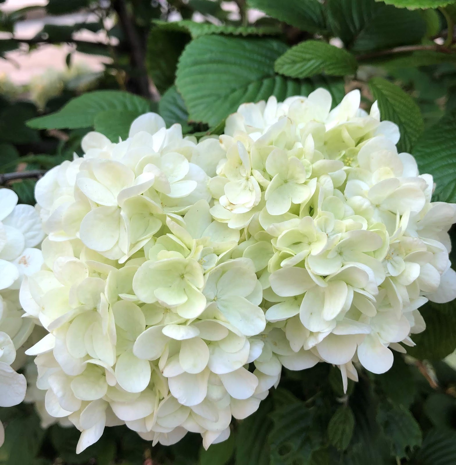 Kei Narujima なるじまけい White And Lime Green Hydrangeas 白とライムグリーンの紫陽花