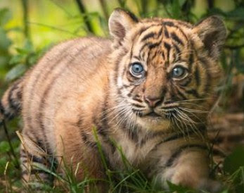 13 Arti Mimpi Lihat Orang Memberi Makan Harimau Menurut Islam Dan Primbon Jawa Lepank 13 Arti Mimpi Lihat Orang Memberi Makan Harimau Menurut Islam Dan Primbon Jawa Lepank