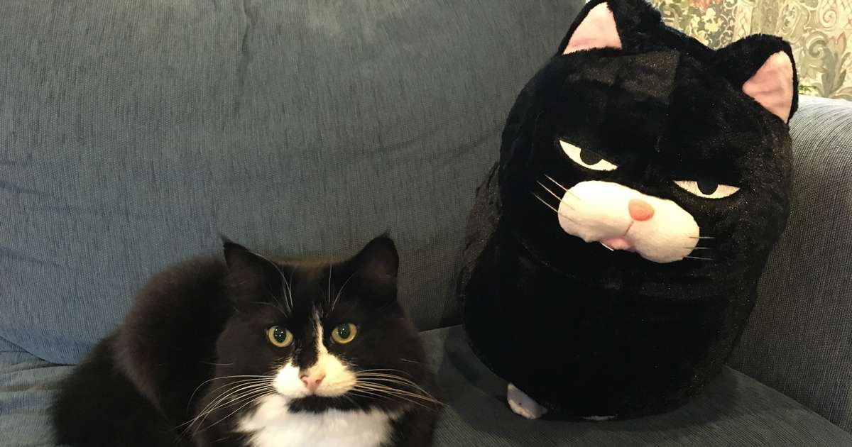 Cat Fell In Love With A Pillow That Looks Just Like Him