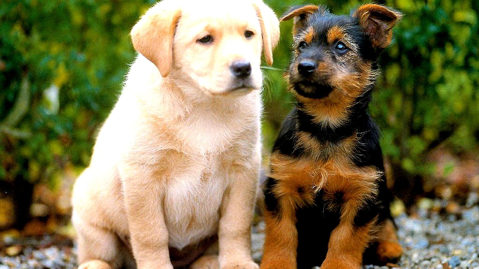 Pet Dogs Pictures Dog Choices