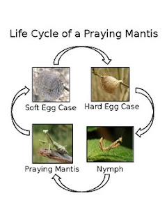 A graphic showing the life cycle of a praying mantis, from the soft ootheca (upper left) to the hard ootheca (upper right), to the nymphs (lower right) and the adults (lower left).