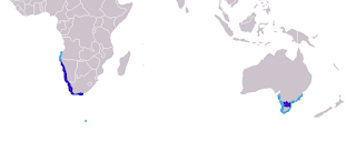 Güney Afrika kürklü fokunun dağılım haritası