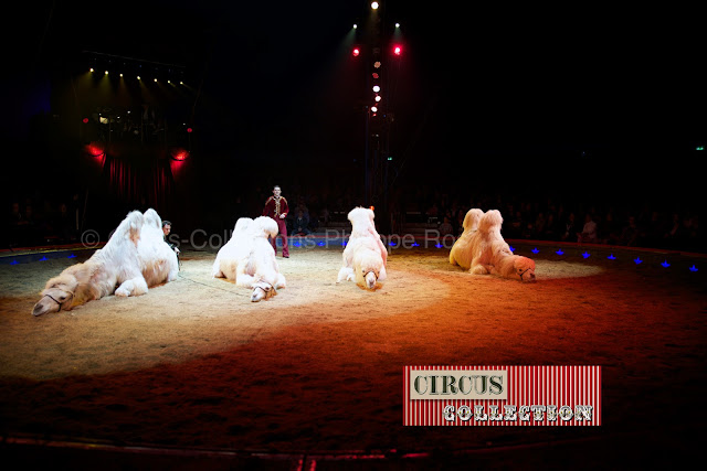 chameaux de sibérien couché 