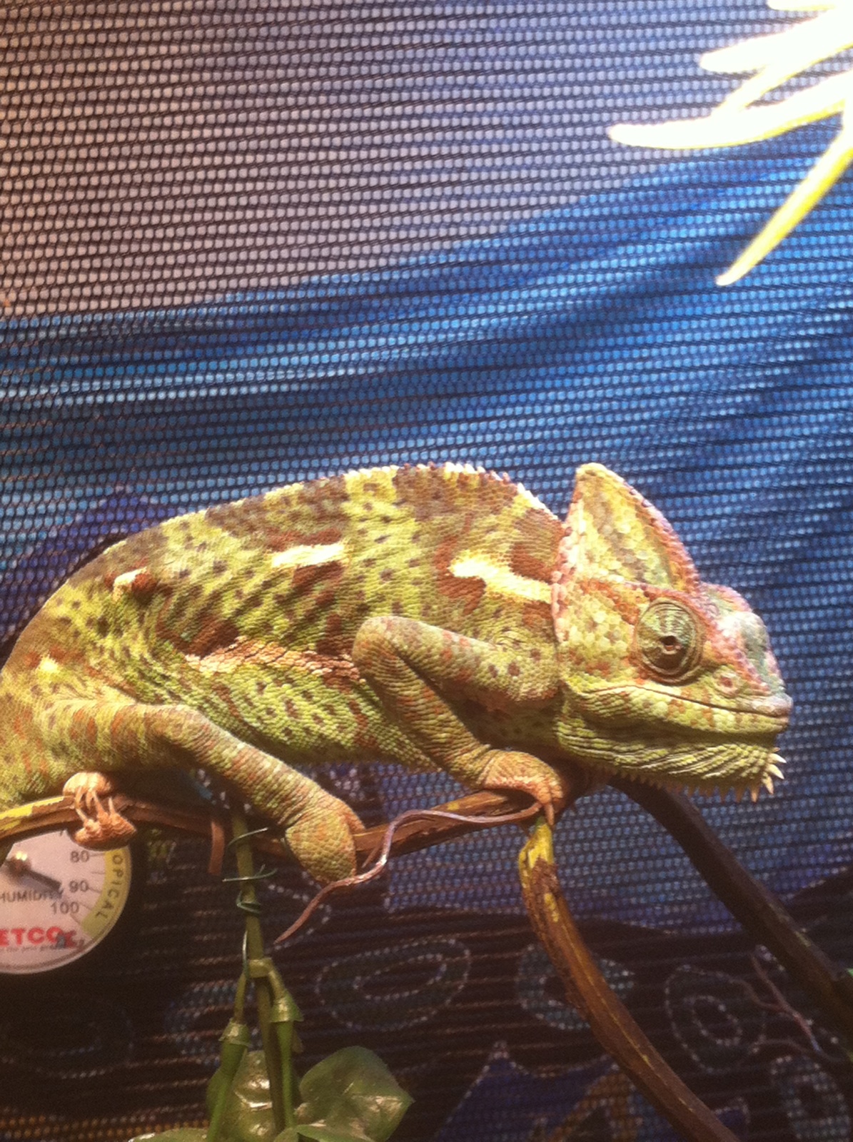 Our Herp Class: The Veiled Chameleon