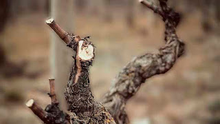 La planta de uva sufre varias transformaciones a nivel anatómico. Las yemas donde se producen los brotes se cubren de una capa dura que sirve de escudo y generan una especie de abrigo interno para cubrirse del frío.