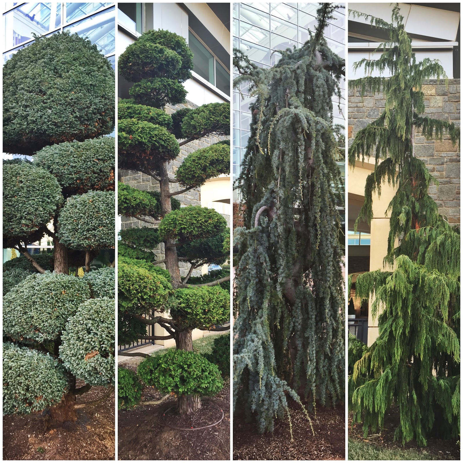 different kinds of conifer trees