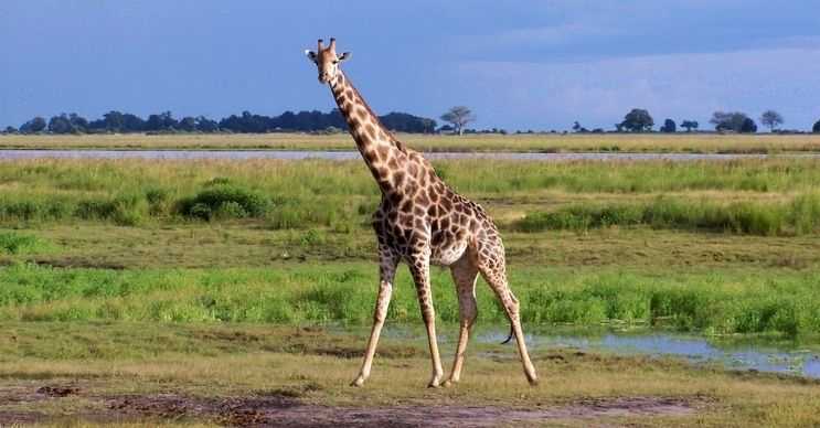 Zürafalar kendine has lekeleriyle bilinir, bu lekeler her zürafada farklı şekillerde olur.