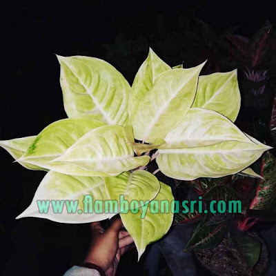 Jenis Aglaonema Beserta Gambar