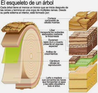 Tecnología Diversificación De 4º: La madera y sus características