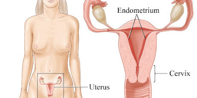hình ảnh về niêm mạc tử cung mỏng