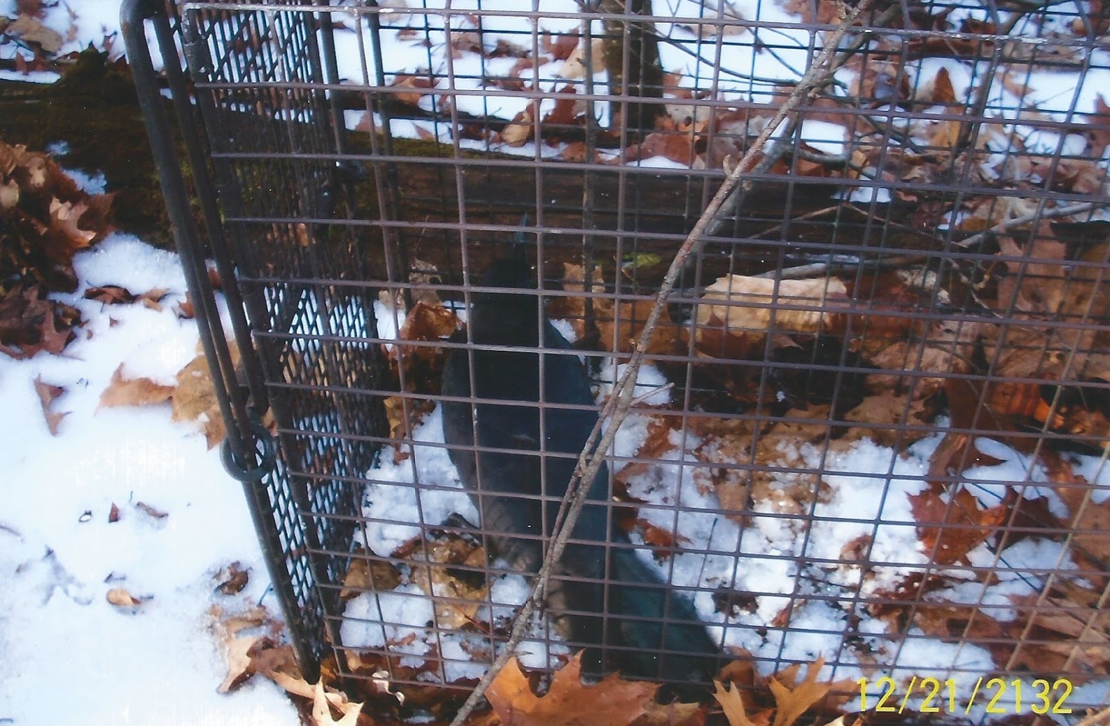 Comstock Cage Traps, In Action on the Line Another Bobcat in a