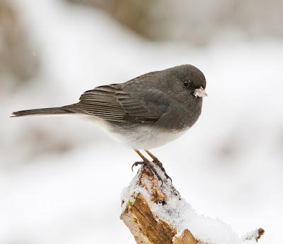 Photo of Dark-eyed Junco on snow-covered branch