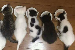 Solusi Kucing Tidak Mau Makan Whiskas Atau Dry Food