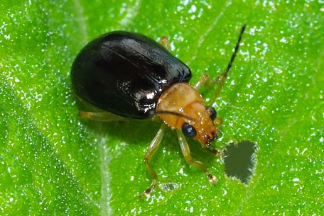Variety of Life Aulacophora