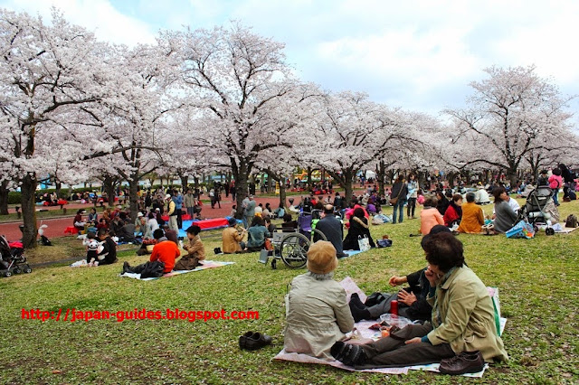 ซากุระ Osaka Expo70 Park