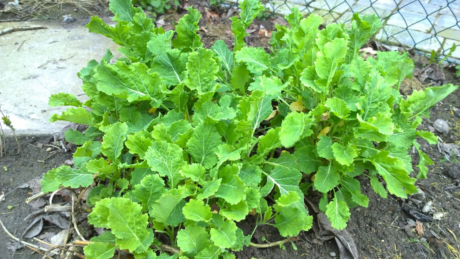 Achimsgarten der und GartenBlog