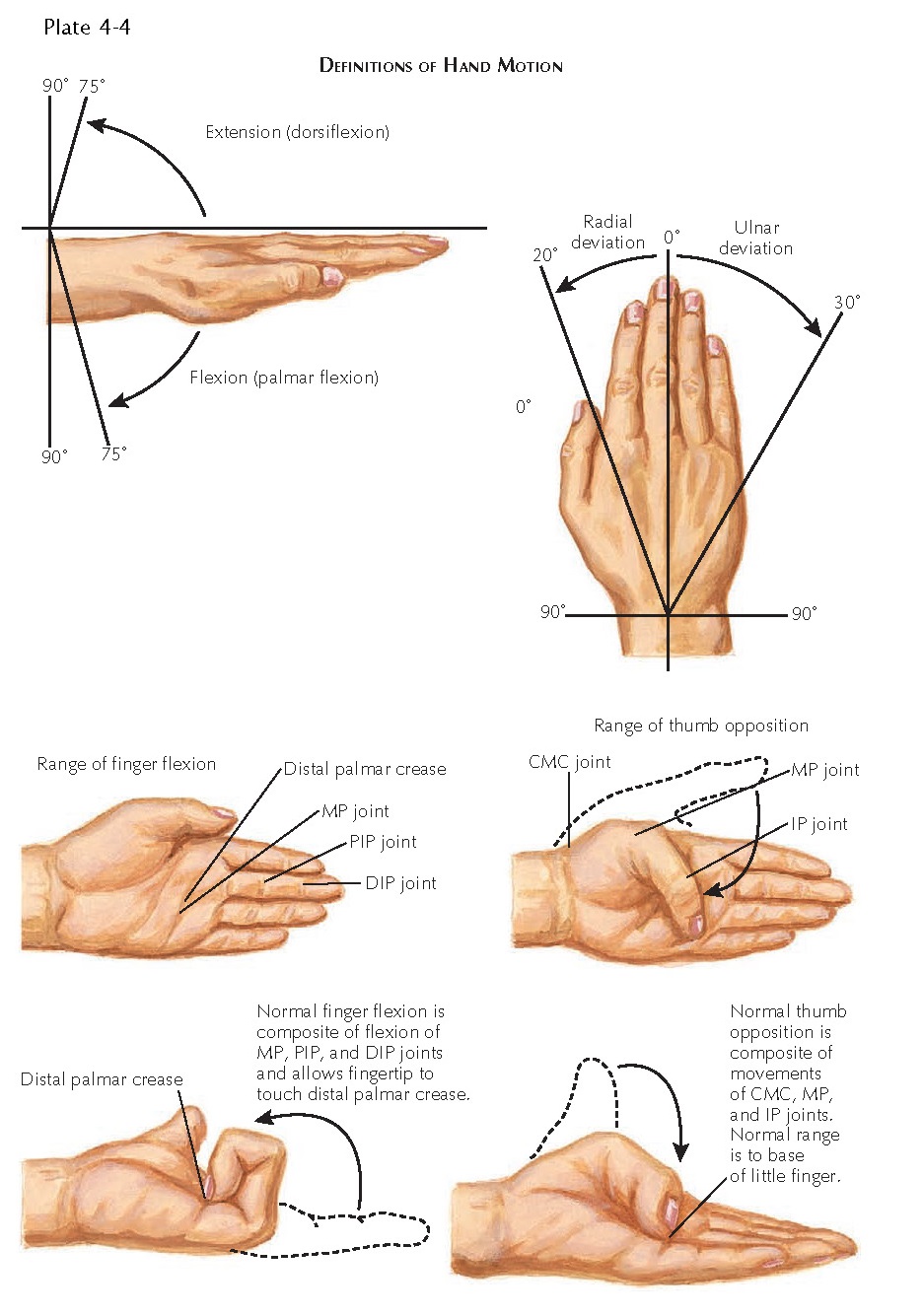 JOINTS OF THE HAND pediagenosis