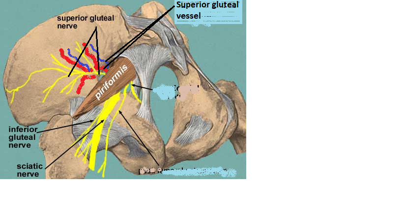 Difference Between Difference Between Superior And Inferior Gluteal Nerve