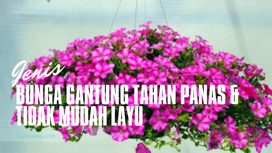 11 Tanaman Bunga Gantung Tahan Panas Paling Cantik Dan Unik. Tidak