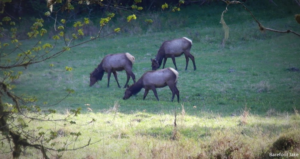 Elwha Elk