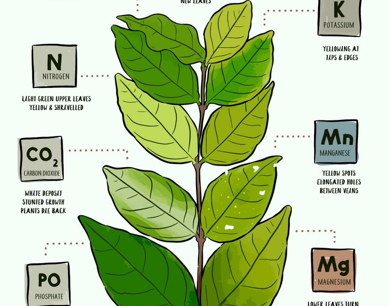 6 3 Mineral Requirements Of Plants Biology Notes For IGCSE 2014 2024 6-3-mineral-requirements-of-plants-biology-notes-for-igcse-2014-2024
