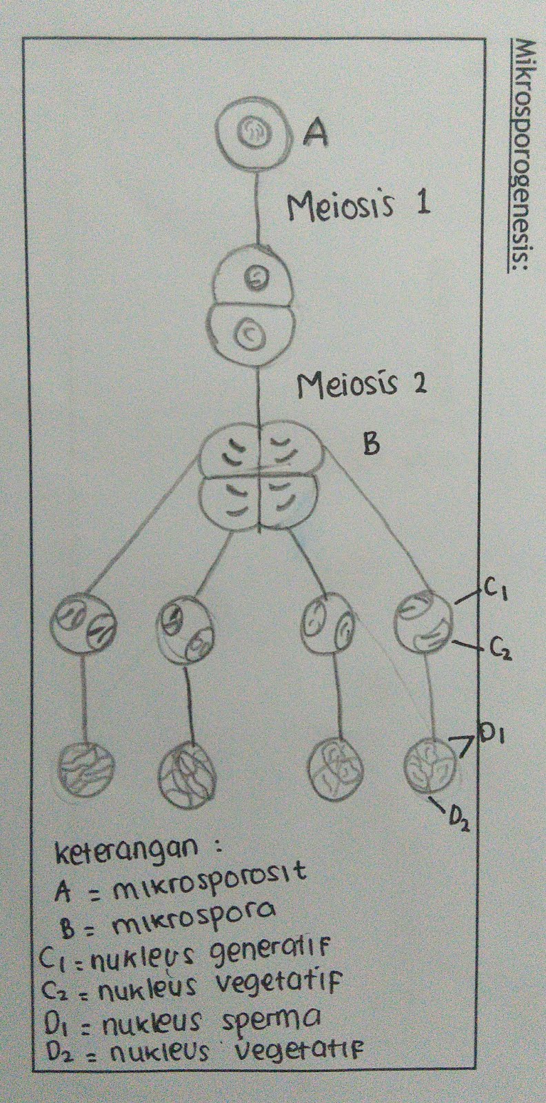 Laporan Eksperimen Pembelahan Sel