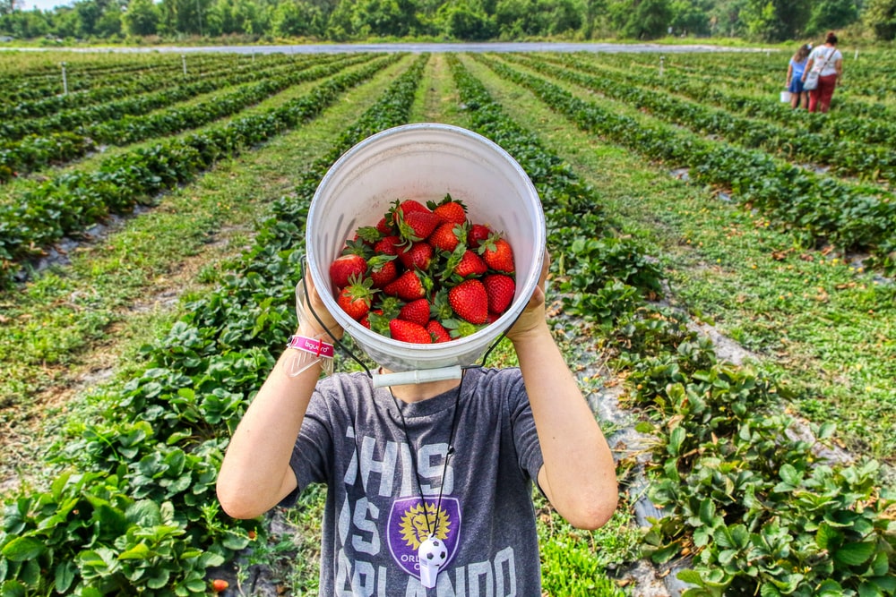 Strawberry Farm Workers Needed In Canada HOLARNS